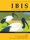 IBIS杂志封面