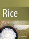 Rice杂志封面